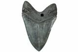 Fossil Megalodon Tooth - Huge River Meg #315443-2